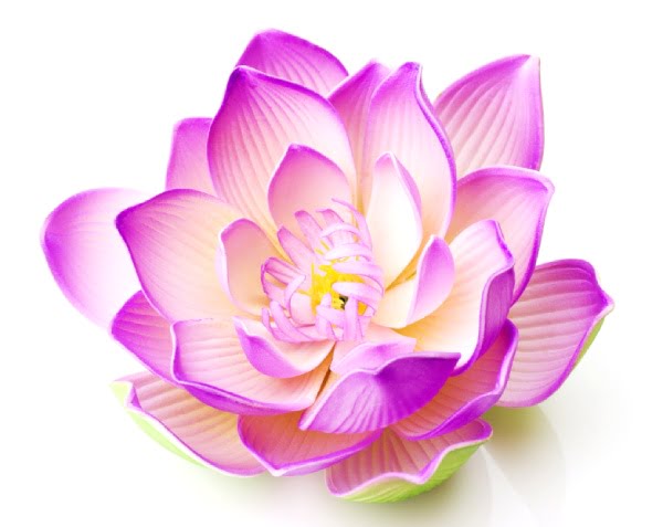 pink-lotus-600-477